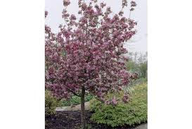 bomen voor kleine tuin