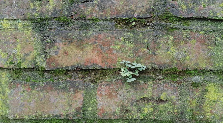 wat kost tuin bestraten